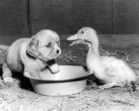 Picture of Cavalier King Charles Spaniel puppy looking at duckling