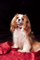 Picture of cavalier king charles spaniel wearing dickie bow