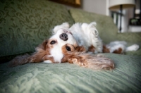 Picture of cavalier king charles spaniel upside down on couch