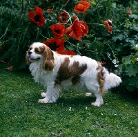 Picture of cavalier king charles spaniel in garden