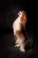 Picture of cavalier king charles spaniel, standing up