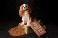 Picture of cavalier king charles spaniel on gift box