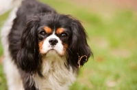Picture of Cavalier King Charles Spaniel, tri colour