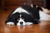 Picture of cavalier king charles spaniel lying with head down on hardwood floor