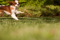 Picture of Cavalier King Charles Spaniel pup, running