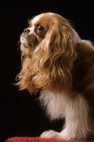 Picture of Cavalier King Charles Spaniel side view