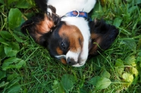 Picture of Cavalier King Charles Spaniel lying on back