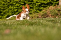 Picture of Cavalier King Charles Spaniel running on grass