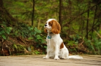Picture of Cavalier King Charles Spaniel sitting with forest in background. 