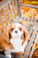 Picture of Cavalier King Charles Spaniel on park bench