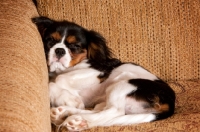 Picture of Cavalier King Charles spaniel asleep in corner of sofa