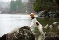 Picture of Cavalier King Charles Spaniel standing with two front legs on a rock on the shore, looking out. 