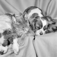 Picture of cavalier king charles spaniels with a half siamese cat