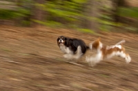 Picture of Cavalier King Charles Spaniels running