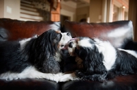 Picture of cavalier king charles spaniels grooming each other