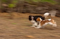 Picture of Cavalier King Charles Spaniels running together