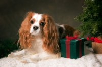 Picture of cavalier king charles spaniel