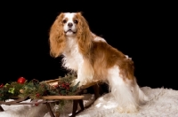 Picture of cavalier king charles spaniel