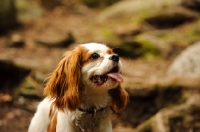 Picture of Cavalier King Charles Spaniel