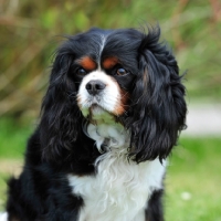 Picture of Cavalier King Charles Spaniel