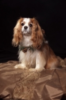 Picture of cavalier king charles spaniel