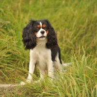 Picture of Cavalier King Charles Spaniel