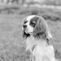 Picture of cavalier king charles spaniel