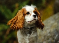 Picture of Cavalier King Charles Spaniel