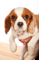 Picture of Cavalier King Charles Spaniel