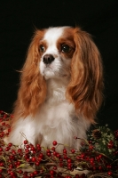 Picture of cavalier king charles spaniel