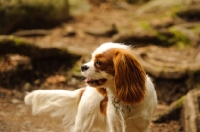 Picture of Cavalier King Charles standing on trail.