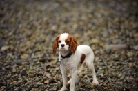 Picture of Cavalier King Charles standing wet on stone shore. 
