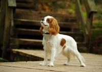 Picture of Cavalier King Charles standing on path in front of stairs. 