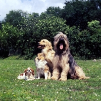 Picture of cavalier, sheltie, golden and briard together