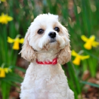 Picture of cavapoo, cavalier x poodle, designer dog