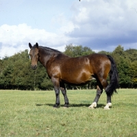 Picture of Cedola, side view of Groningen old type mare
