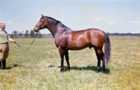 Picture of celsius balustrada, 
wielkopolska stallion with handler