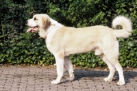 Picture of Central Asian Shepherd Dog, side view