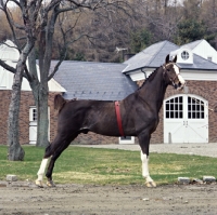 Picture of Centurion, Hackney horse stallion posing in the USA