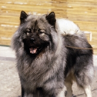 Picture of ceres vom eckertschofchen, eurasier head and shoulder shot