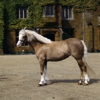 Picture of cermaes pandora, welsh mountain pony