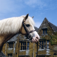 Picture of cermaes pandora, welsh mountain pony portrait