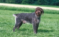 Picture of Cesky Fousek, as active hunting dog docked tail