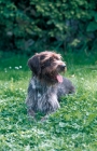 Picture of Cesky Fousek in grass