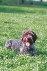 Picture of Cesky Fousek lying in grass