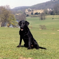 Picture of ch  candlemas teal, black labrador at chatsworth