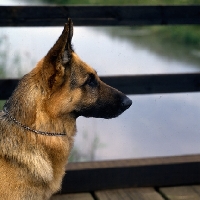 Picture of ch acresway  gundo,  german shepherd dog head study