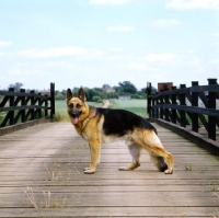 Picture of ch acresway  gundo, german shepherd dog on wooden bridge