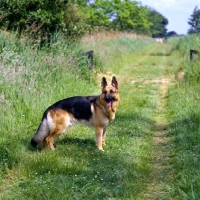 Picture of ch acresway gundo, german shepherd dog standing on a field path