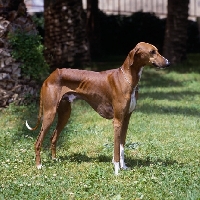 Picture of ch al hara's urey, azawakh posed on grass. Res BIS world show valencia